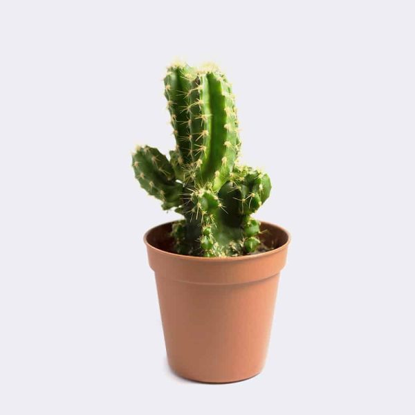 Mini San Pedro Cactus